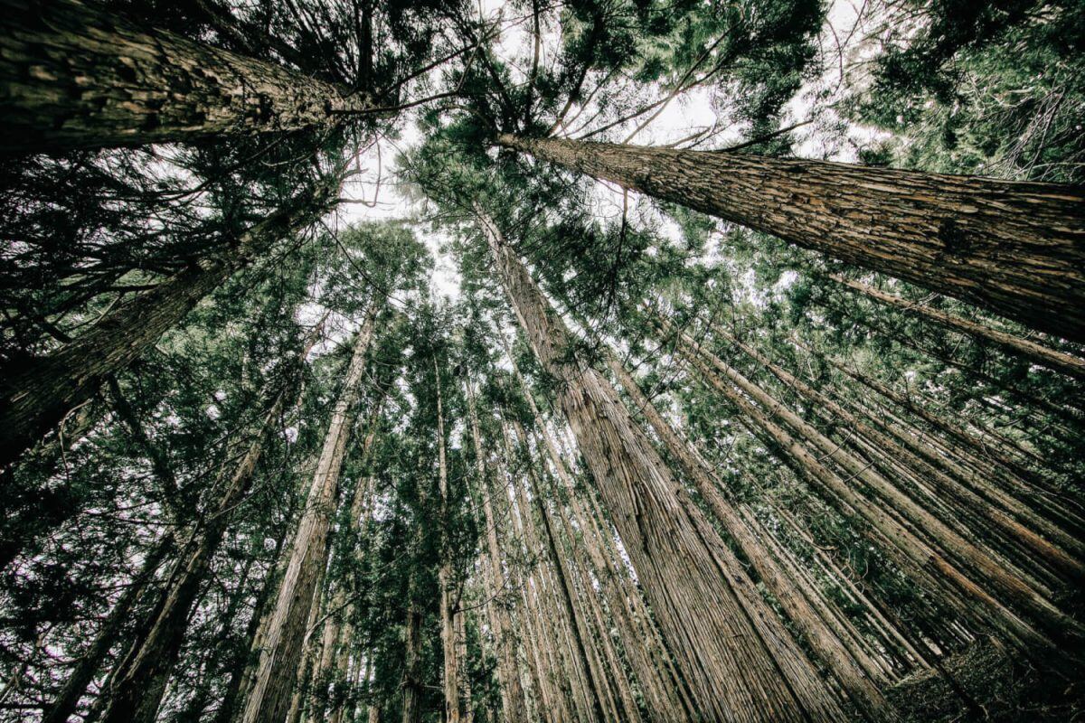 Image of a tree canopy