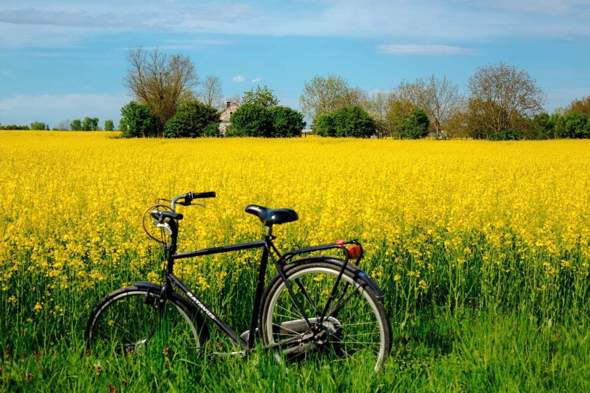 Image of a bike in front of a meadow of flowers.